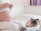 Актуальные приметы с кошками для беременных